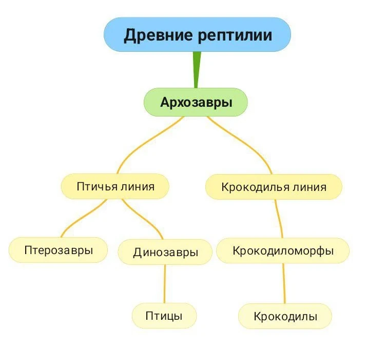 Схема эволюции архозавров: древние рептилии, архозавры, птичья и крокодилья линии